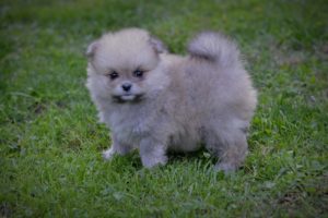 Pomeranac štenci Slika 9 Pomeranac štenci Slika 9