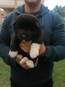 Američka Akita štenci Slika 9 Američka Akita štenci Slika 9