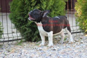 Francuski Buldog Slika 2 Francuski Buldog Slika 2