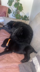 Labrador štenci Slika 5 Labrador štenci Slika 5