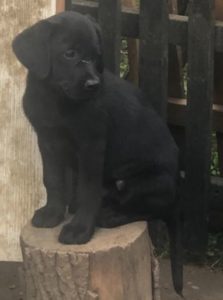 Labrador štenci Slika 6 Labrador štenci Slika 6