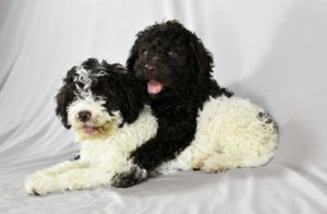 Lagotto Romagnolo štenci Slika 1