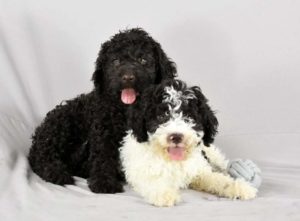 Lagotto Romagnolo štenci Slika 5