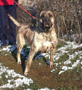 Presa Canario Slika 9 Presa Canario Slika 9