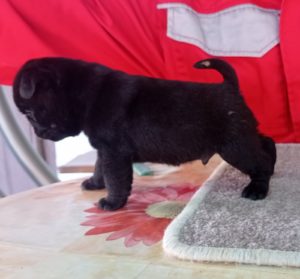 Mops štenci Slika 2 Mops štenci Slika 2