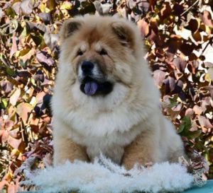 Čau Čau Chow Chow Slika 1 Čau Čau Chow Chow Slika 1