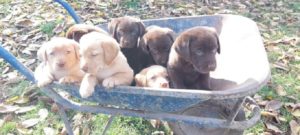 Labrador retriver štenci Slika 2 Labrador retriver štenci Slika 2