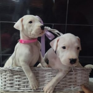Dogo Argentino – POVOLJNO Slika 4 Dogo Argentino – POVOLJNO Slika 4