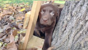 Labrador retriver štenci Slika 5 Labrador retriver štenci Slika 5
