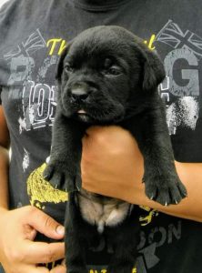 Cane Corso štenci Slika 4 Cane Corso štenci Slika 4
