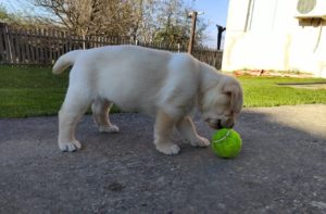 Labrador Retriver štenci Slika 9 Labrador Retriver štenci Slika 9
