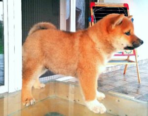 Shiba Inu štenci Slika 4 Shiba Inu štenci Slika 4