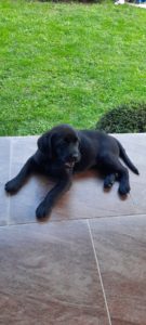 Labrador štenci Slika 3 Labrador štenci Slika 3