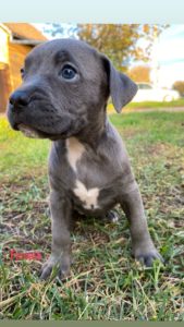 PitBull Blueline Lilac Štenci Slika 6 PitBull Blueline Lilac Štenci Slika 6