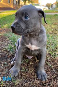 PitBull Blueline Lilac Štenci Slika 8 PitBull Blueline Lilac Štenci Slika 8