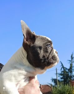 Plavo Beli Francuski Buldog Slika 3 Plavo Beli Francuski Buldog Slika 3