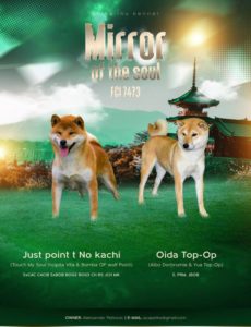 Shiba inu Slika 3 Shiba inu Slika 3