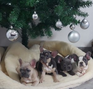 Francuski buldog štenci egzotičnih boja Slika 1 Francuski buldog štenci egzotičnih boja Slika 1