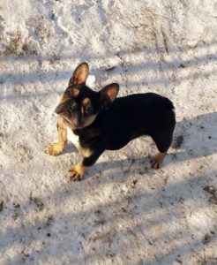 Francuski buldog, egzotičnih boja Slika 10 Francuski buldog, egzotičnih boja Slika 10