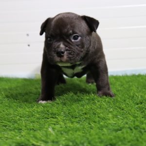 American Pocket Bully Slika 6 American Pocket Bully Slika 6