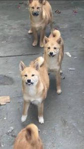 Shiba inu štenci Slika 2 Shiba inu štenci Slika 2