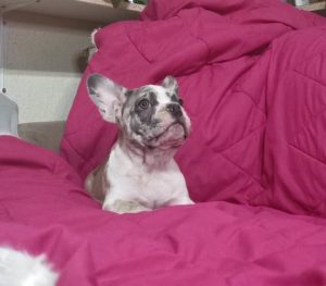 Francuski Buldog Slika 5 Francuski Buldog Slika 5