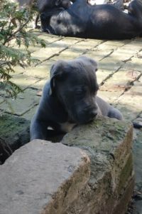 Cane Corso štenci Slika 5 Cane Corso štenci Slika 5