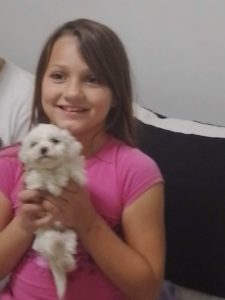 Bišon štenci Slika 8 Bišon štenci Slika 8