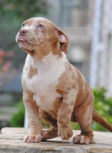 American bully xl Slika 4 American bully xl Slika 4