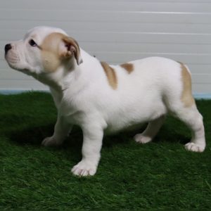 American Pocket Bully Slika 10 American Pocket Bully Slika 10