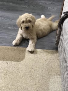Goldendoodle Slika 5 Goldendoodle Slika 5