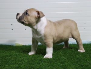 American Pocket Bully Slika 5 American Pocket Bully Slika 5