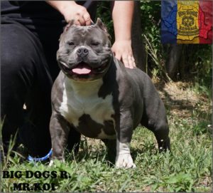 American Pocket Bully Slika 9 American Pocket Bully Slika 9