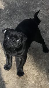 Mops štenci Slika 4 Mops štenci Slika 4