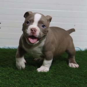 American Pocket Bully Slika 7 American Pocket Bully Slika 7