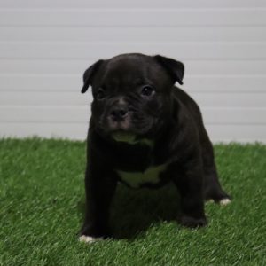 American Pocket Bully Slika 2 American Pocket Bully Slika 2