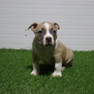 American Pocket Bully Slika 4 American Pocket Bully Slika 4