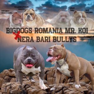 American Pocket Bully Slika 8 American Pocket Bully Slika 8