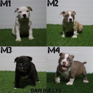 American Pocket Bully Slika 3 American Pocket Bully Slika 3