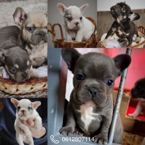 Francuski Buldog Slika 1 Francuski Buldog Slika 1