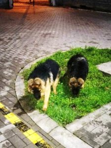 Nemački ovčar štenci Slika 6 Nemački ovčar štenci Slika 6