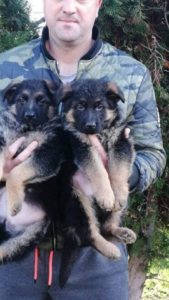 Nemački Ovčar štenci Slika 6 Nemački Ovčar štenci Slika 6