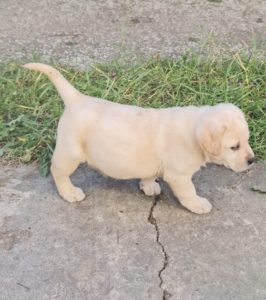 Labrador Retriver stenci Slika 2 Labrador Retriver stenci Slika 2
