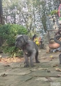 Cane Corso štenci Slika 6 Cane Corso štenci Slika 6