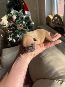 Francuski Buldog Slika 4 Francuski Buldog Slika 4