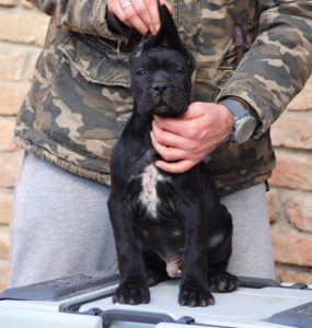 Cane Corso Kane Korso štenci Slika 7 Cane Corso Kane Korso štenci Slika 7