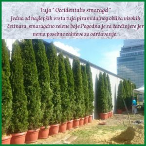 Prodaja srebrnih tuja Slika 5 Prodaja srebrnih tuja Slika 5