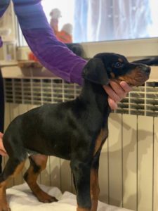 Doberman ženke Slika 5 Doberman ženke Slika 5