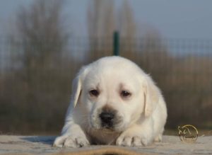 Labrador retriver Slika 9 Labrador retriver Slika 9