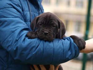 Cane Corso TOP štenci Slika 10 Cane Corso TOP štenci Slika 10